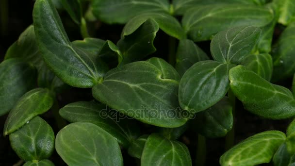 Germinazione semi di cetriolo Agricoltura Primavera Timelapse — Video Stock