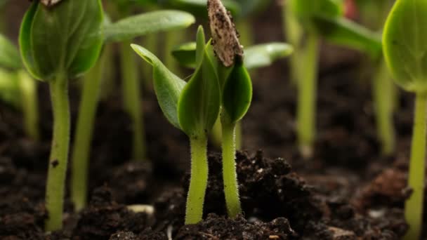 Sementes de Pepino Germinante Agricultura Primavera Timelapse — Vídeo de Stock