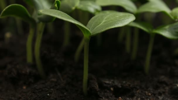 Germinating Cucumber Seeds Agriculture Spring Timelapse — Stock Video