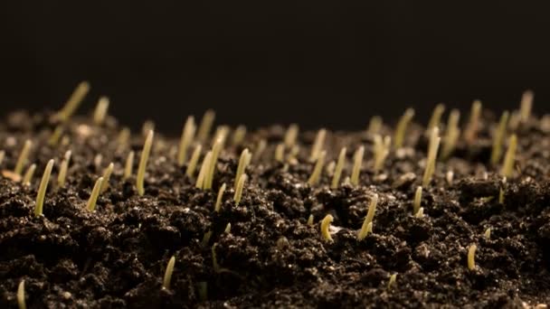 Cultivo de semillas de trigo Agricultura Timelapse — Vídeos de Stock