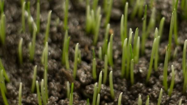 Cultivo de semillas de trigo Agricultura Timelapse — Vídeo de stock