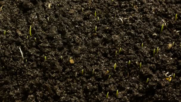 Büyüyen buğday tohumu tarım Timelapse — Stok video