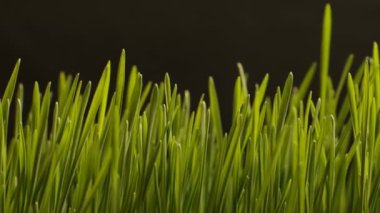 Büyüyen buğday tohumu tarım Timelapse