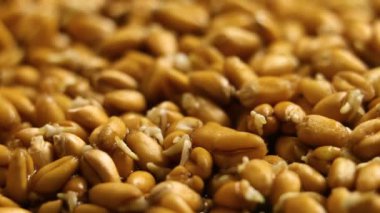 Büyüyen buğday tohumu tarım Timelapse