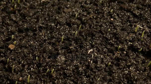 Pěstování pšenice semen zemědělství Timelapse — Stock video