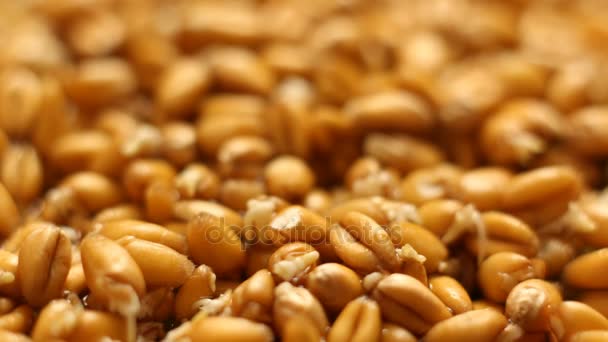 Coltivazione di semi di grano Agricoltura Timelapse — Video Stock