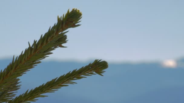 Bergbaum in den Karpaten — Stockvideo