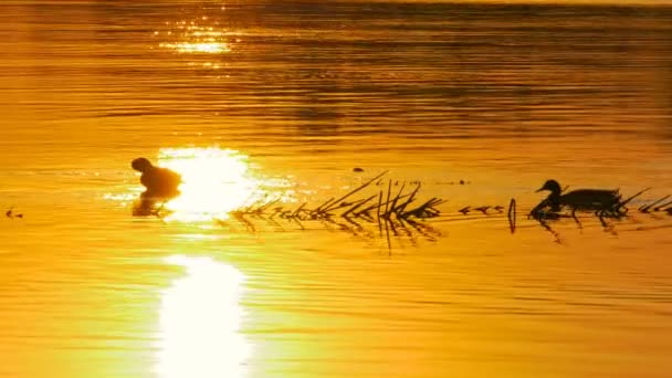 Kacsa waterat, sunset úszni. — Stock videók