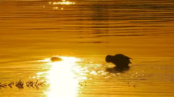 Les canards nagent dans l'eau au coucher du soleil . — Video