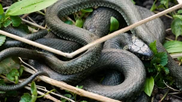 Veel grote zwarte Rat Snake in the Grass — Stockvideo