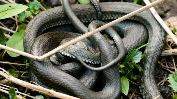 Veel grote zwarte Rat Snake in the Grass — Stockvideo