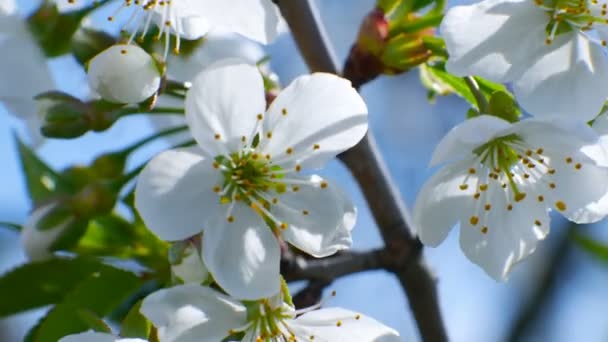 cseresznyevirág fa ág 4k virágok kék ég gyönyörű nyári szezonban
