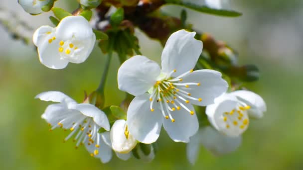 Wiśnia drzewo gałąź 4k kwiaty niebieski niebo piękny sezon letni — Wideo stockowe