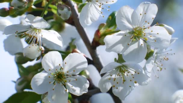 Árbol de flor de cerezo rama 4k flores cielo azul temporada de verano hermoso — Vídeo de stock