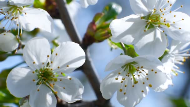 Árbol de flor de cerezo rama 4k flores cielo azul temporada de verano hermoso — Vídeos de Stock