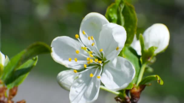 Árbol de flor de cerezo rama 4k flores cielo azul temporada de verano hermoso — Vídeos de Stock