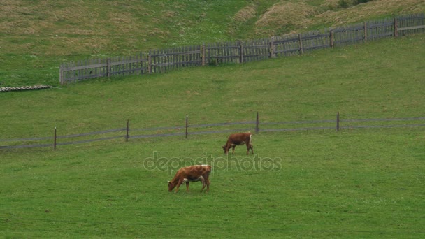 troupeau de vaches sur pâturage 