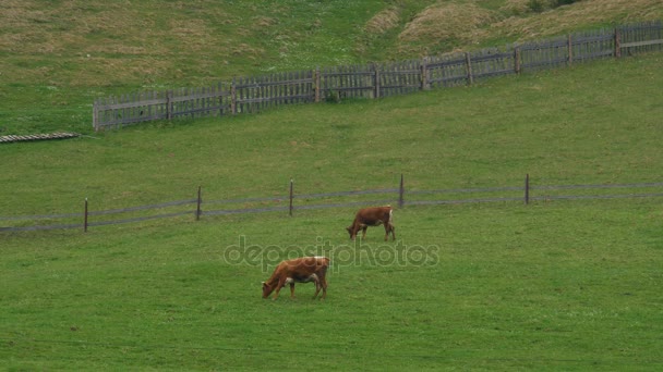 Mandria di vacche al pascolo — Video Stock