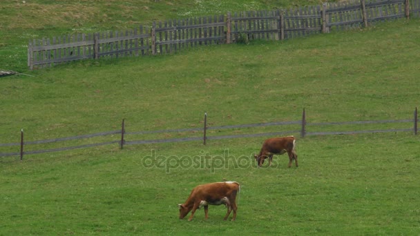 Manada de vacas em pastagens — Vídeo de Stock