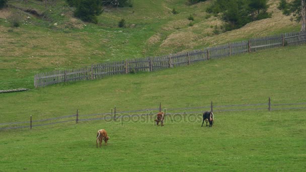 Rebaño de vacas en pastos — Vídeo de stock