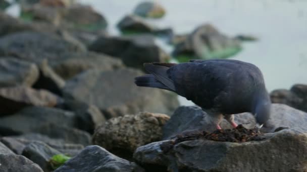 Piccione che mangia a Rock vicino al fiume — Video Stock