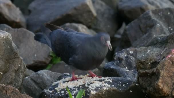 Piccione che mangia a Rock vicino al fiume — Video Stock