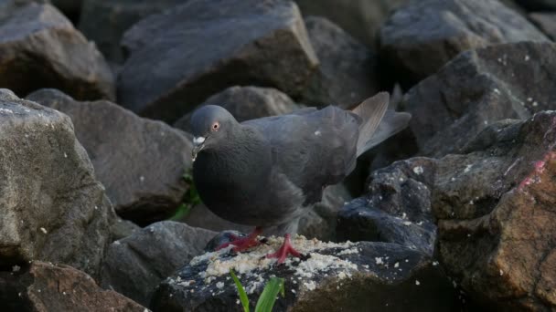 Piccione che mangia a Rock vicino al fiume — Video Stock