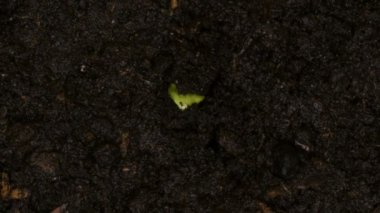 Büyüyen yeşil bitkiler tarım Timelapse