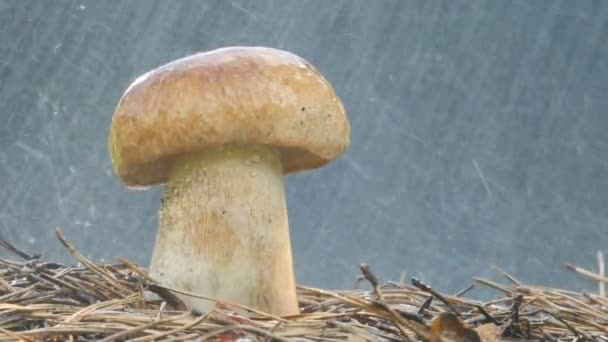 Close-up de cogumelos chapéu marrom regar gota de chuva — Vídeo de Stock