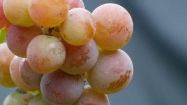 Bir avuç üzüm yağmurda