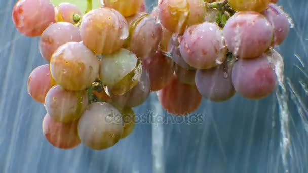 Un racimo de uvas bajo la lluvia — Vídeo de stock