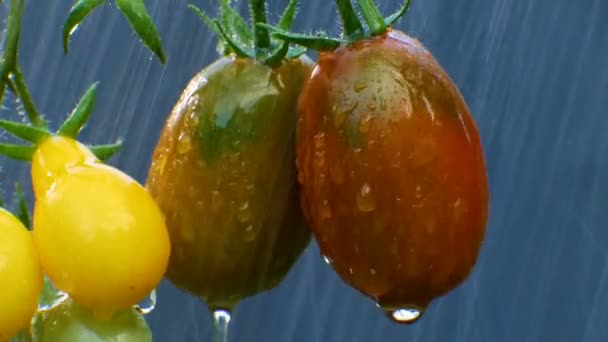Спелые натуральные помидоры во время дождя — стоковое видео