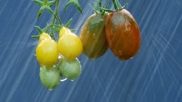 Rijpe natuurlijke tomaten in de regen — Stockvideo