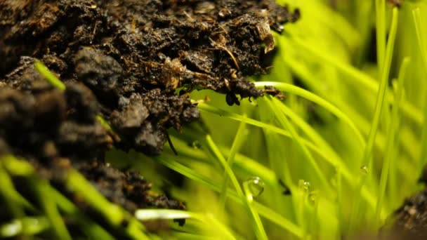 从土壤时间差生长的植物-新生命的开始 — 图库视频影像