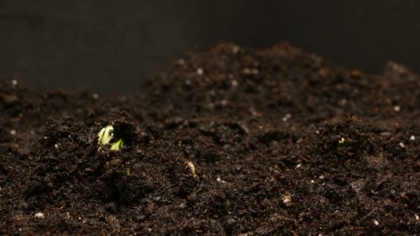发芽种子生长在地面农业春天夏天游戏中时光倒流 — 图库视频影像