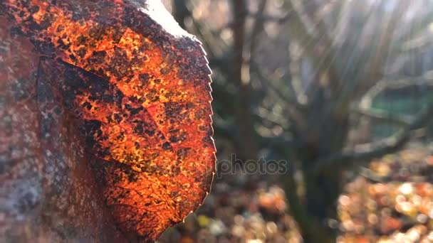 Dode Herfstbladeren op de grond met ondiepe scherptediepte — Stockvideo