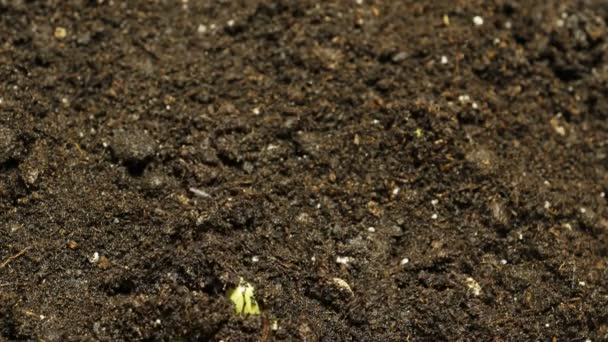 Germinating Seed Growing in Ground Agriculture Spring Summer Timelapse — Stock Video