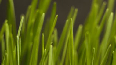 Toprak zamanındaki gecikmeden büyüyen bitki - yeni bir hayata başlıyor