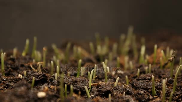 Planta que cresce a partir de lapso de tempo do solo - início de nova vida — Vídeo de Stock