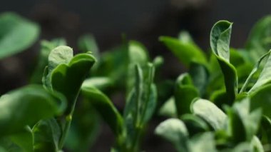Büyüyen bezelye fasulye tohum tarım Timelapse