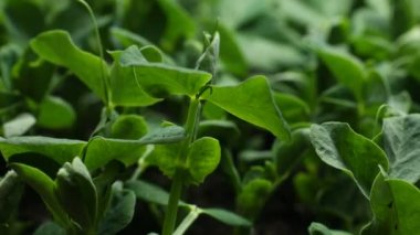 Büyüyen bezelye fasulye tohum tarım Timelapse