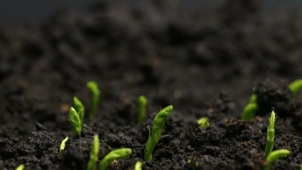 Cultivo de semillas de guisante Agricultura Timelapse — Vídeos de Stock