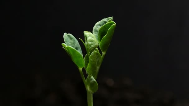地面農業春夏タイムラプスで成長しているエンドウ豆種子の発芽 — ストック動画