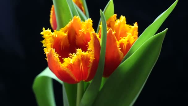 Timelapse de fleur de tulipe fleurissant sur fond noir et bleu — Video