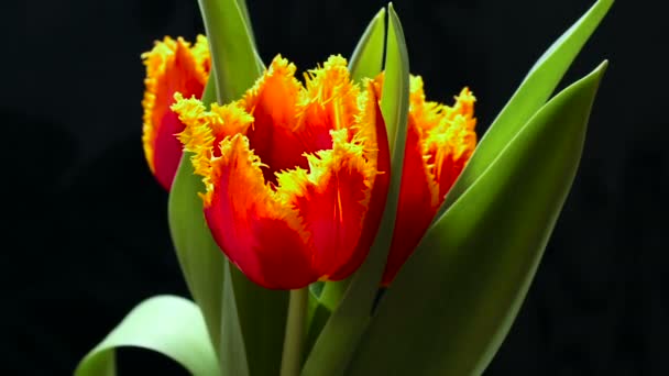 Timelapse квітки тюльпанів, що квітуть на чорно-синьому фоні — стокове відео