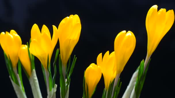 Timelapse de flor de azafrán floreciendo sobre fondo negro y azul Timelapse — Vídeo de stock