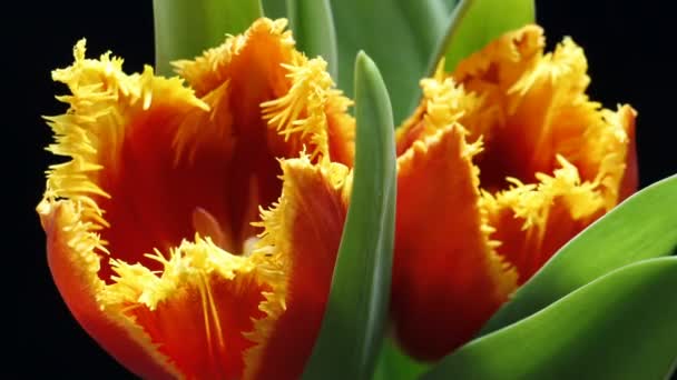 Timelapse av tulip flower blommar på svart och blå bakgrund — Stockvideo