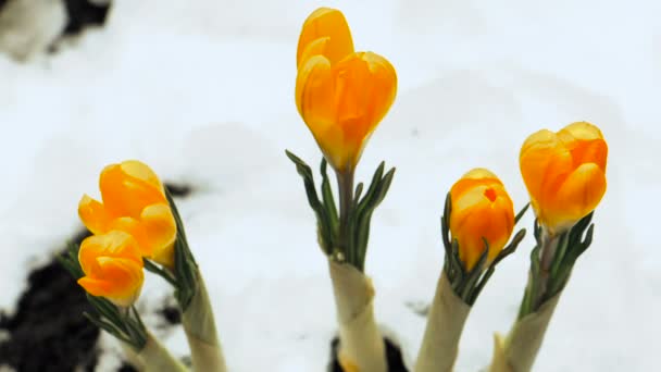 Timelapse de flor de azafrán que crece de la nieve Timelapse — Vídeo de stock