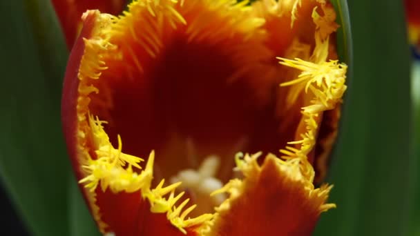 Timelapse av tulip flower blommar på svart och blå bakgrund — Stockvideo