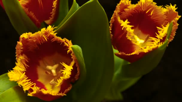 Timelapse de flor de tulipán floreciendo sobre fondo negro y azul — Vídeos de Stock